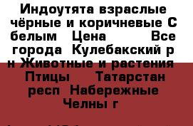 Индоутята взраслые чёрные и коричневые С белым › Цена ­ 450 - Все города, Кулебакский р-н Животные и растения » Птицы   . Татарстан респ.,Набережные Челны г.